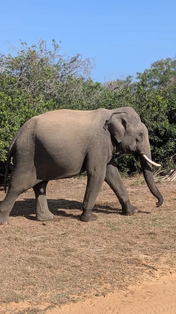 The Wild Elephant Herds of Menik River