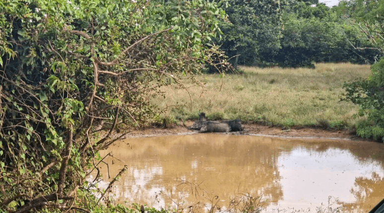 Wildlife in Yala National Park – What You Might See