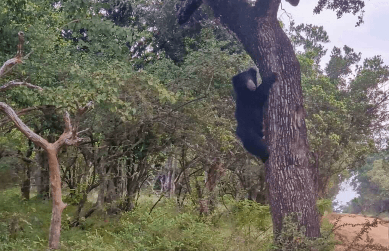 Spotting a Sloth bear