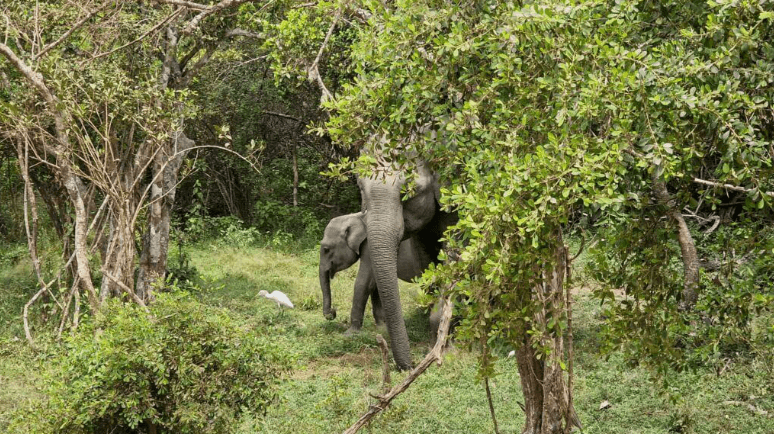 The end of the morning safari