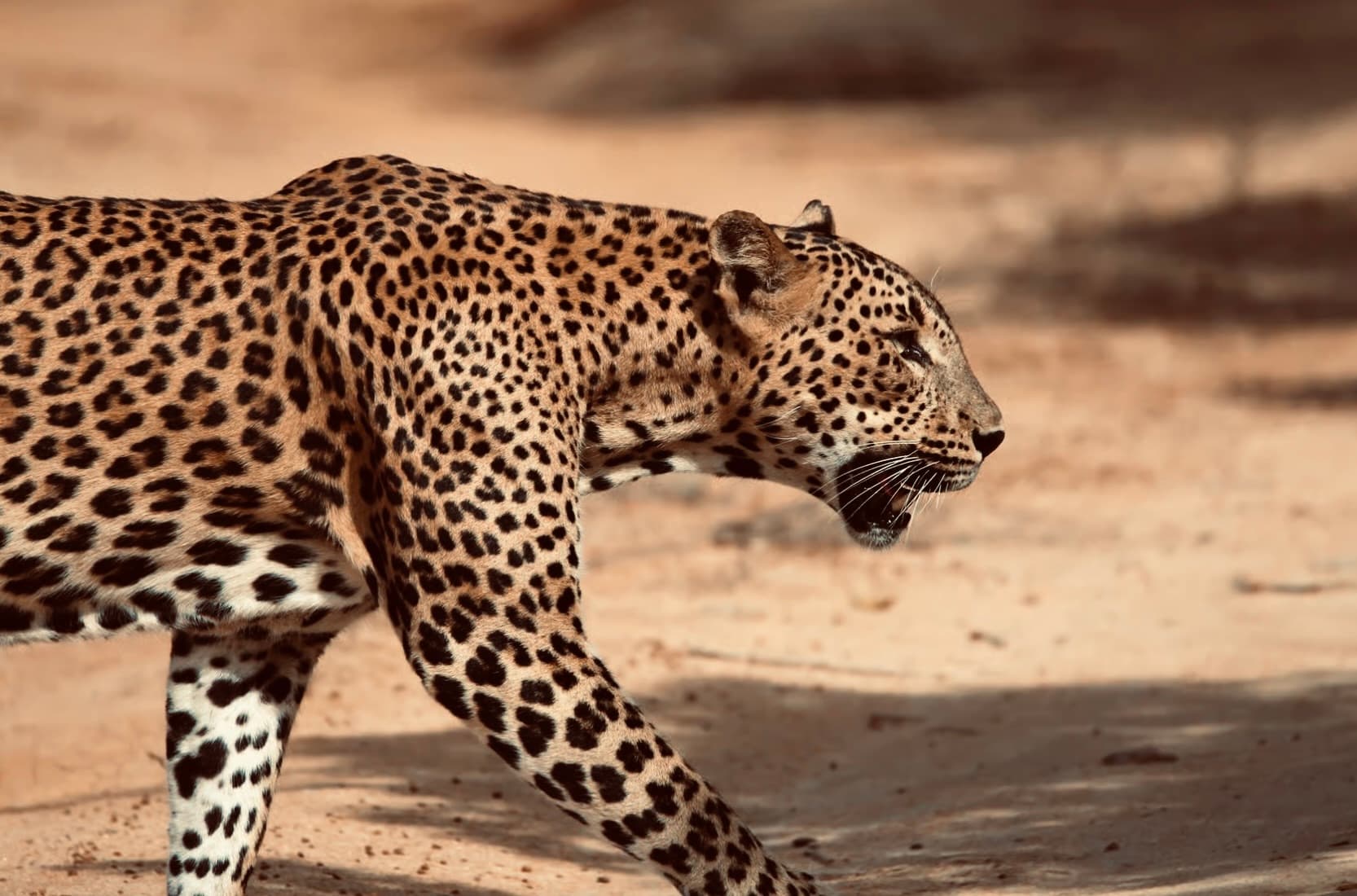 Yala Morning Tour (4 Hours)