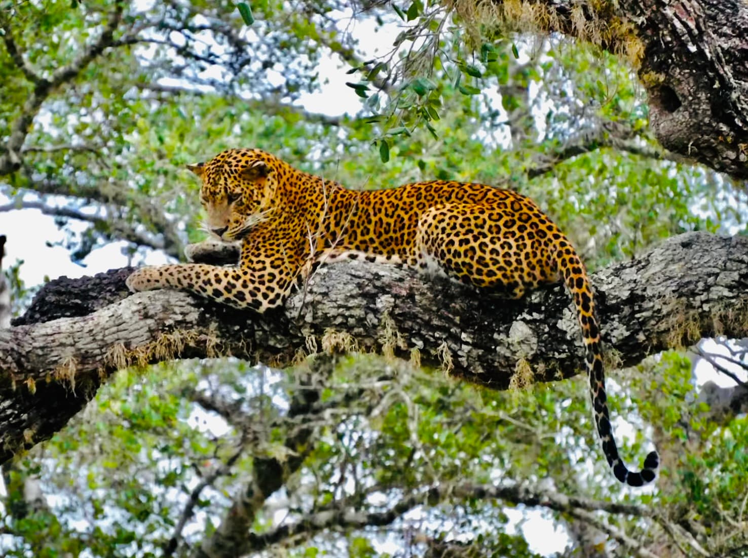 Yala National Park Safari Guide 2025, Yala Entrance Fee, Best Time for Leopards, Yala Jeep Booking. - Yala National Park Blog