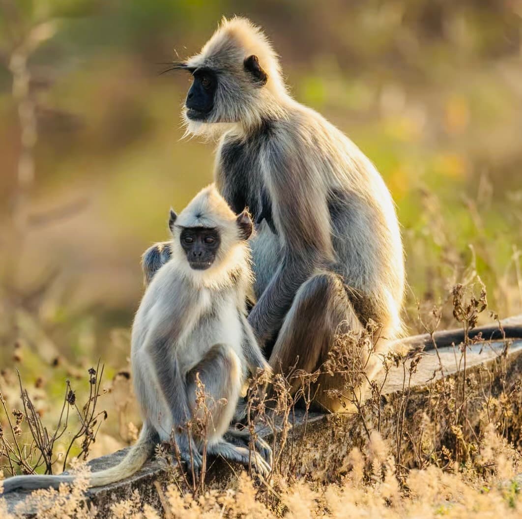 Yala National Park Safari Guide 2026 Everything You Need to Know Before Booking - Yala National Park Blog