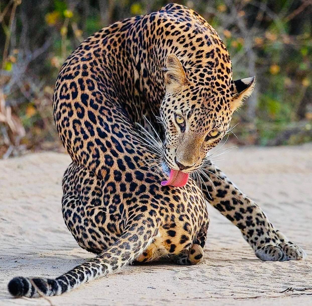 The Ultimate 2026 Yala National Park Safari and Travel Guide - Yala National Park Blog