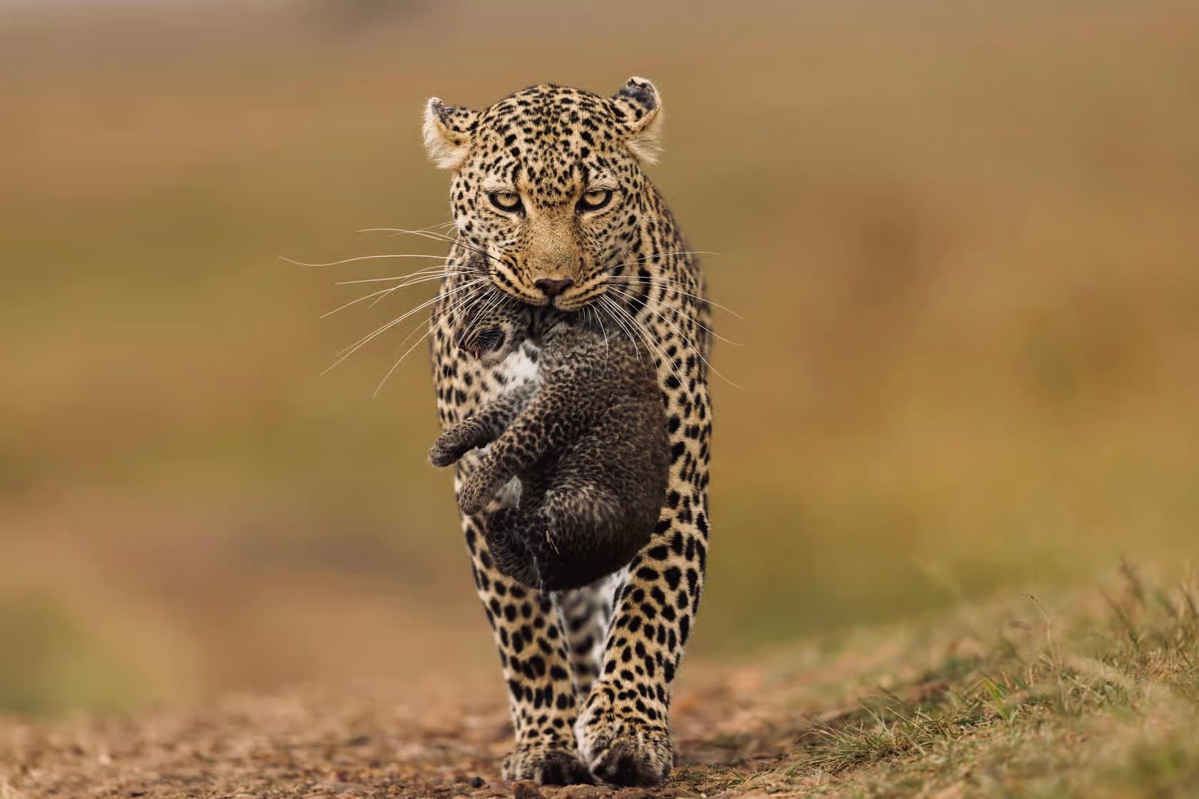 Yala National Park Safari 2026 The Honest Guide to Leopards, Costs & avoiding Crowds