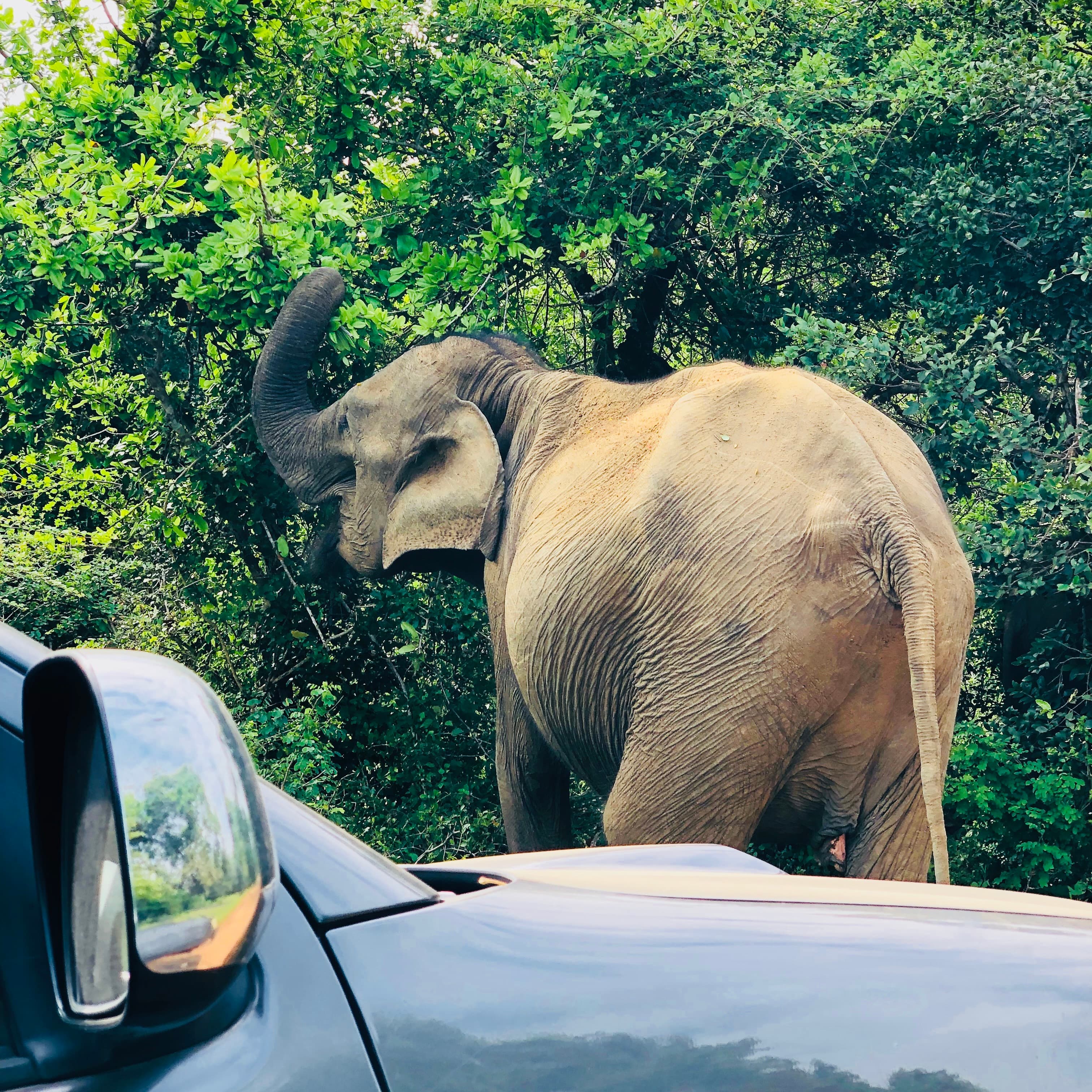 Yala National Park Safari Guide Spotting Leopards Without the Crowds  - Yala National Park Blog