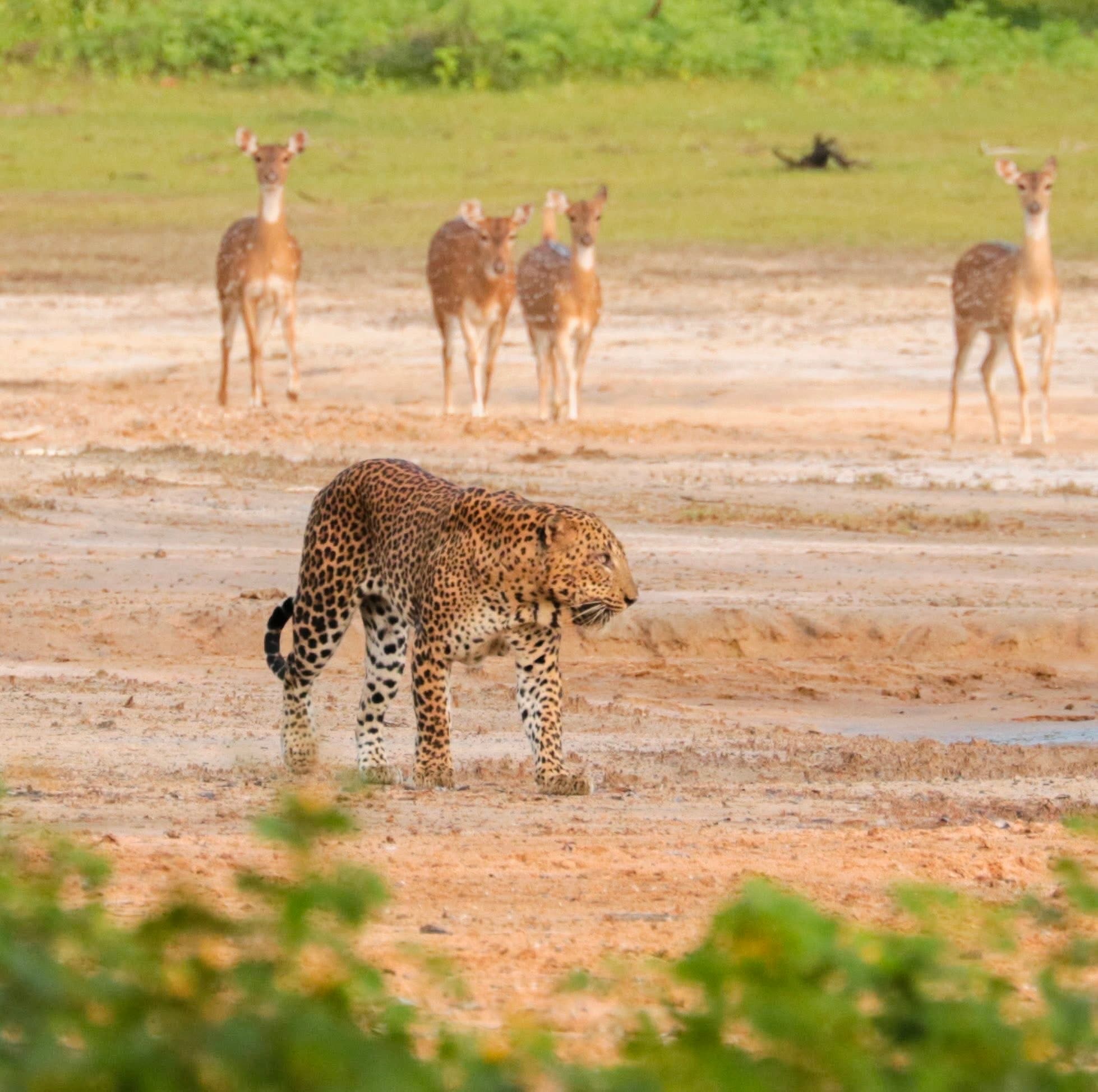 Ultimate Yala National Park Safari Guide Best Time to Visit Leopard Sightings & Tips - Yala National Park Blog
