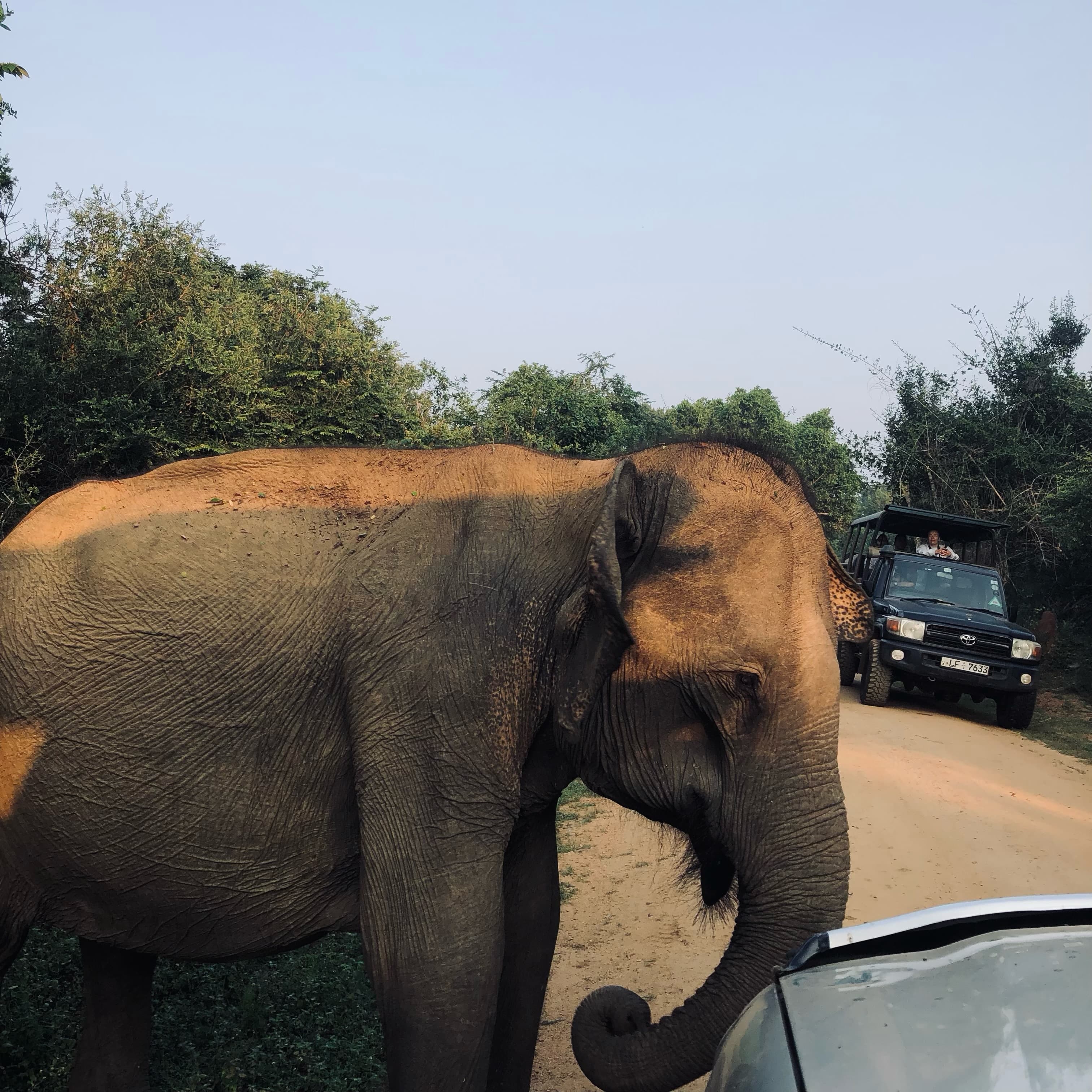 The Insider’s Yala  national park Safari Guide 2026: How to See Leopards Without the Crowds - Yala National Park Blog