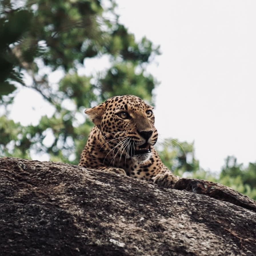 The Honest 2026 Yala Safari Guide How to Spot Leopards Without the Jeep Jams - Yala National Park Blog