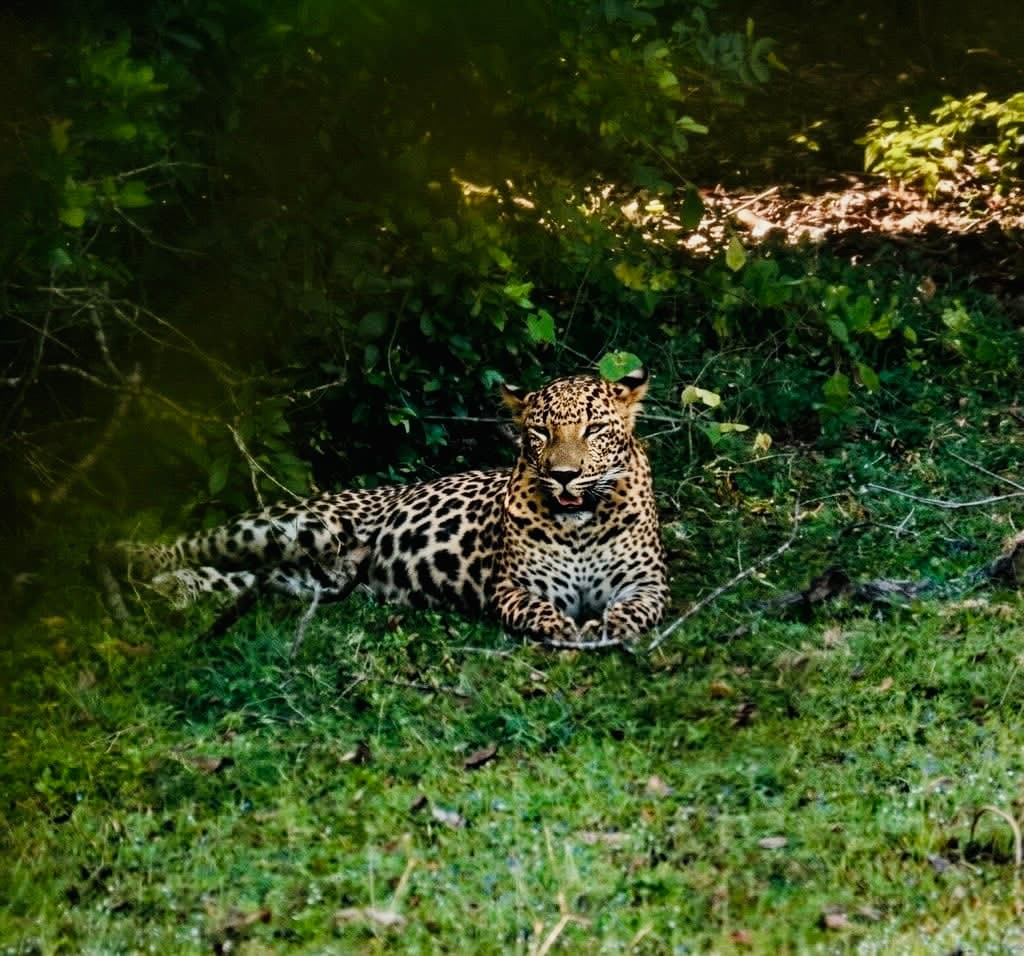 Block 1 vs. Block 5: Which Yala national park Gate is Actually Better for Leopards in 2026? - Yala National Park Blog
