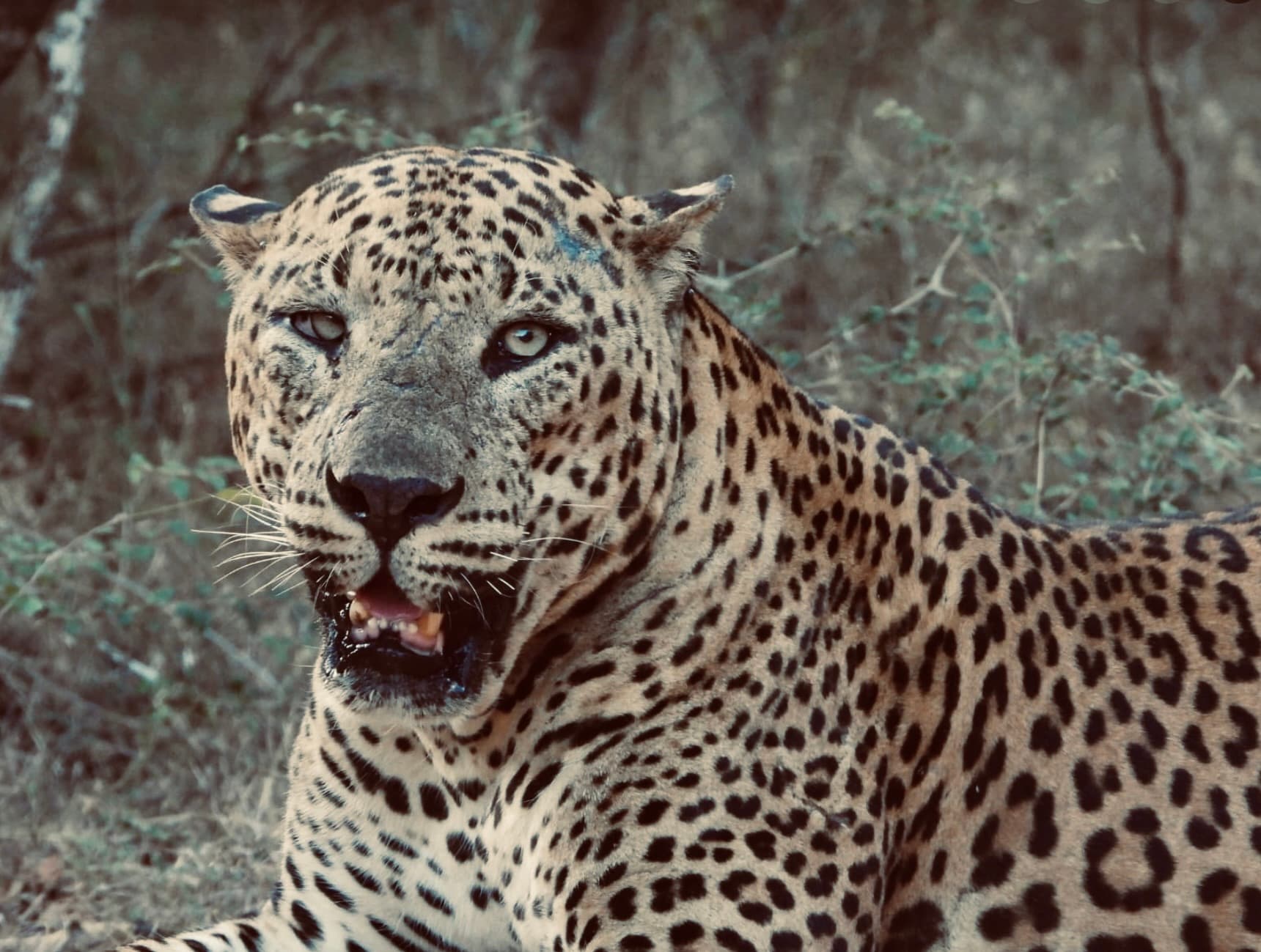 Yala Safari Logistics 2026 Best Pickup Times, Ella Transfers & Ethical Operator Tips - Yala National Park Blog