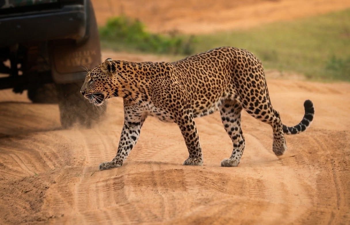 Yala National Park Beyond Leopards: The Best Time to See Sloth Bears and Elephants in Yala (2026) - Yala National Park Blog