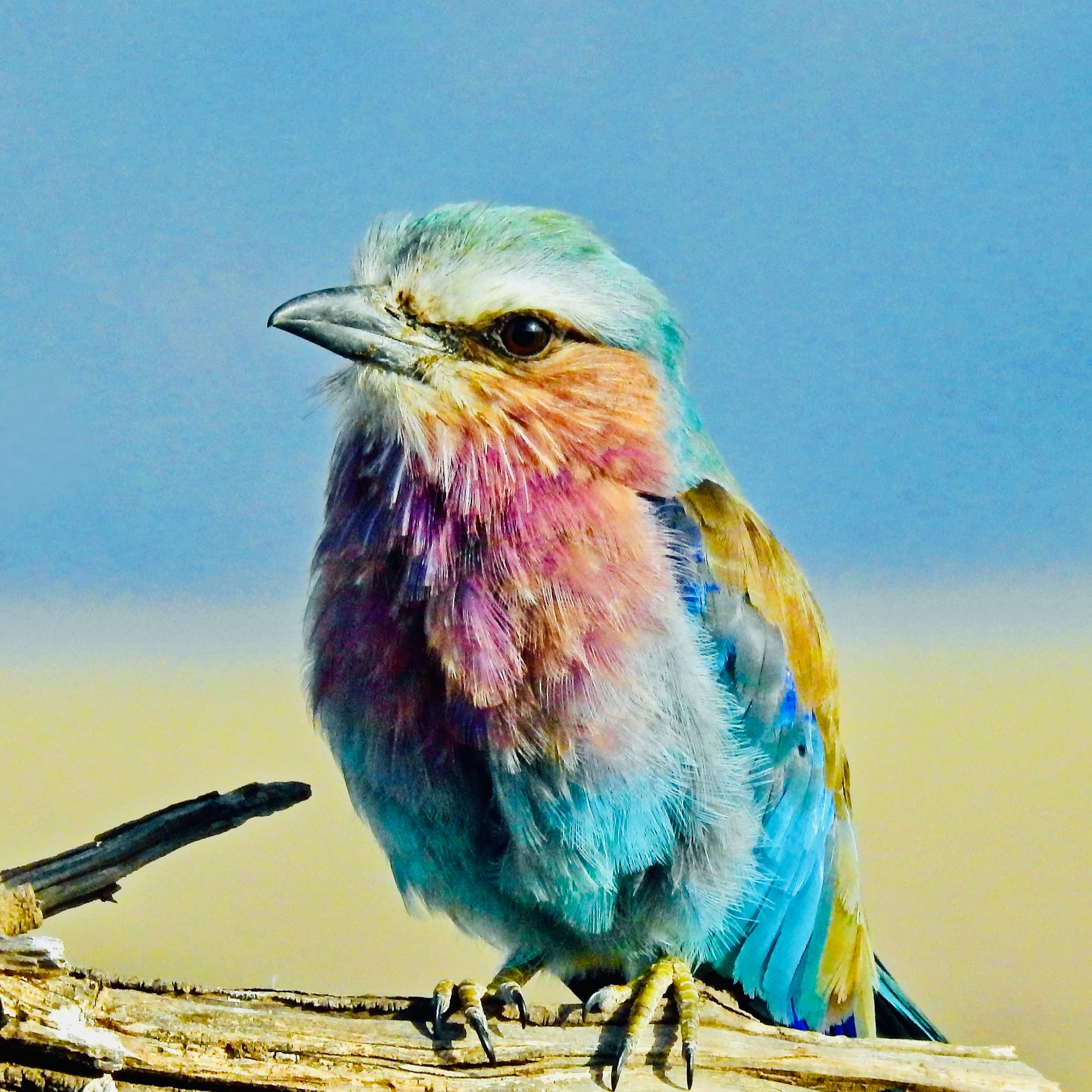 Yala National Park Safari 2026: Fees, Best Time & Leopard Booking Guide for Foreigners - Yala National Park Blog