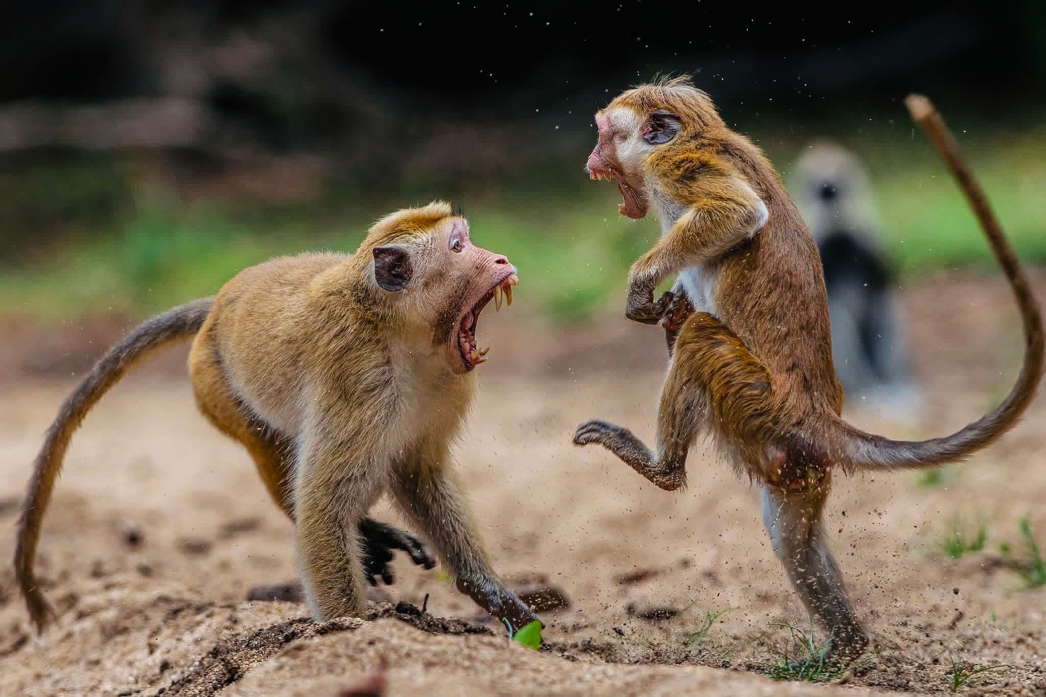 Yala National Park Safari 2026: April Update on New Digital QR Entry, Fees & Leopard Secrets - Yala National Park Blog