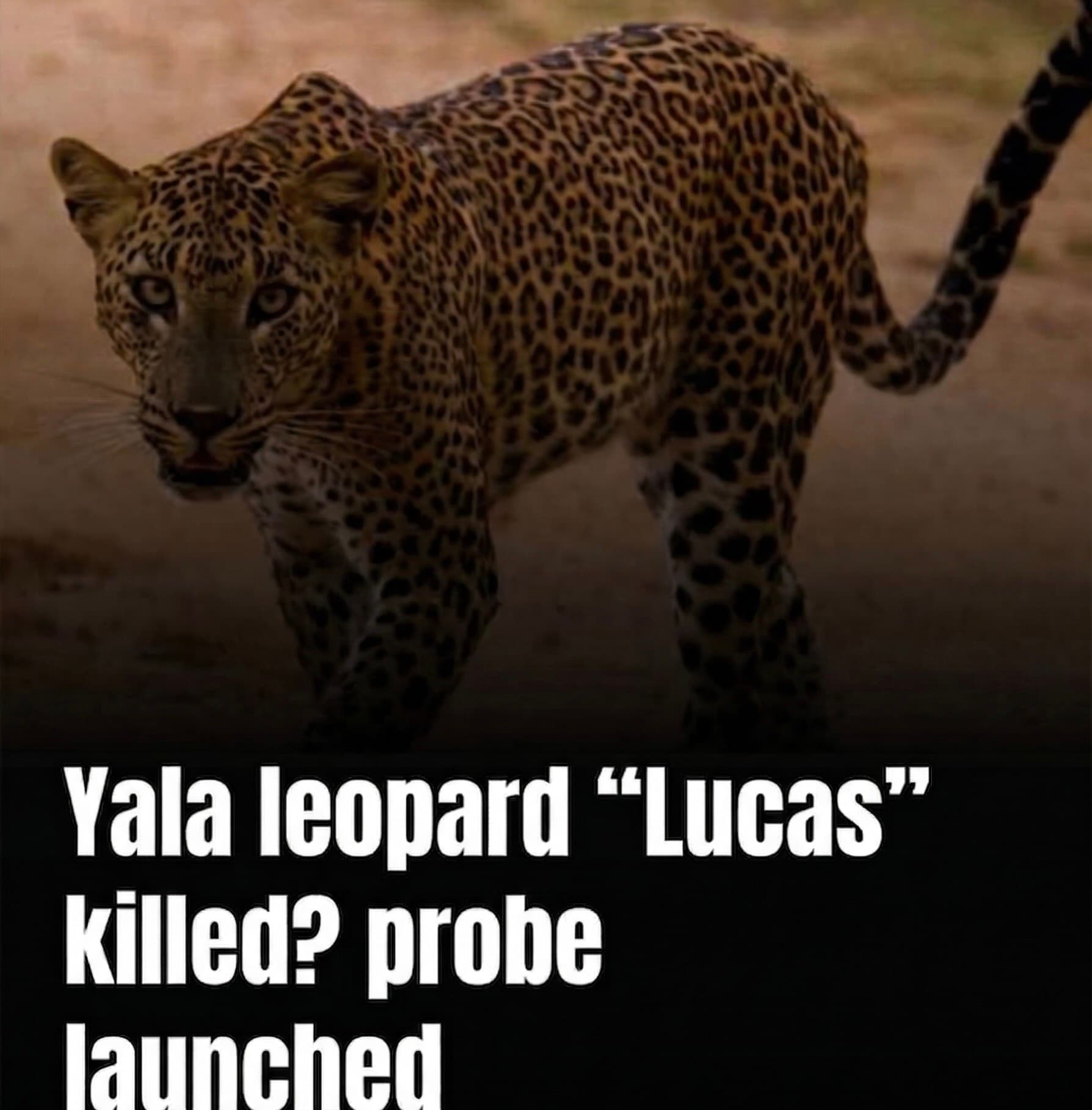 Yala National Park leopard “Lucas” killed? probe launched - Yala National Park Blog