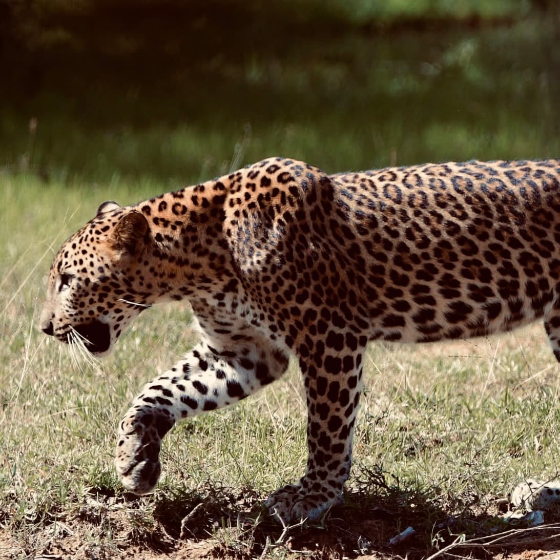 How to Book a Yala National Park Safari in 2026: The "Ella to Mirissa" Transfer Secret - Yala National Park Blog