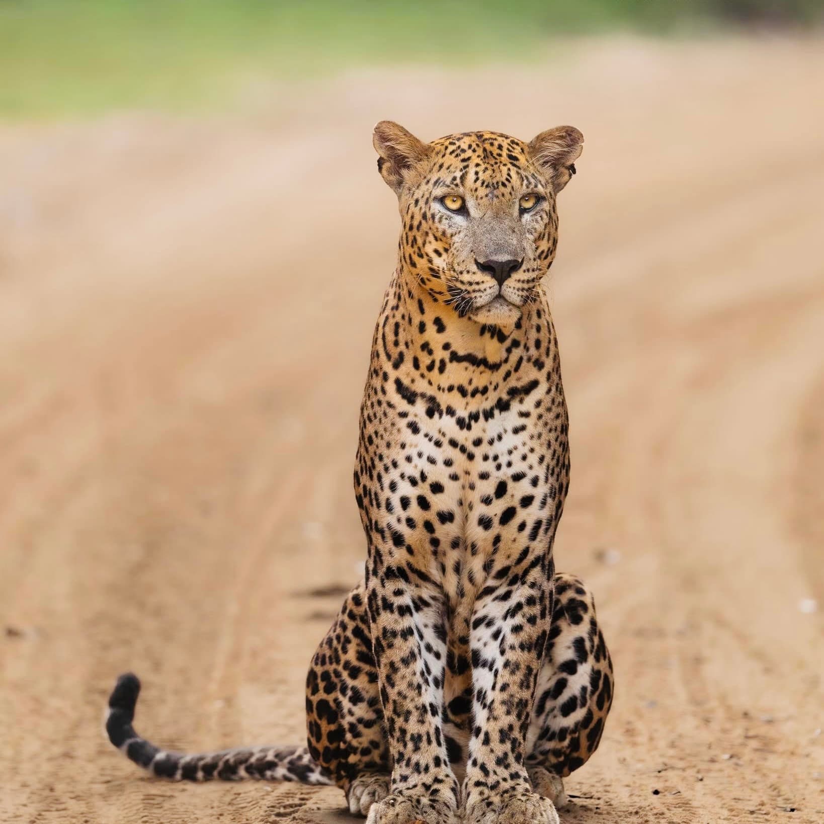 Yala National Park Safari 2026: New Fees, Hidden Costs, and the 4:30 AM Rule - Yala National Park Blog