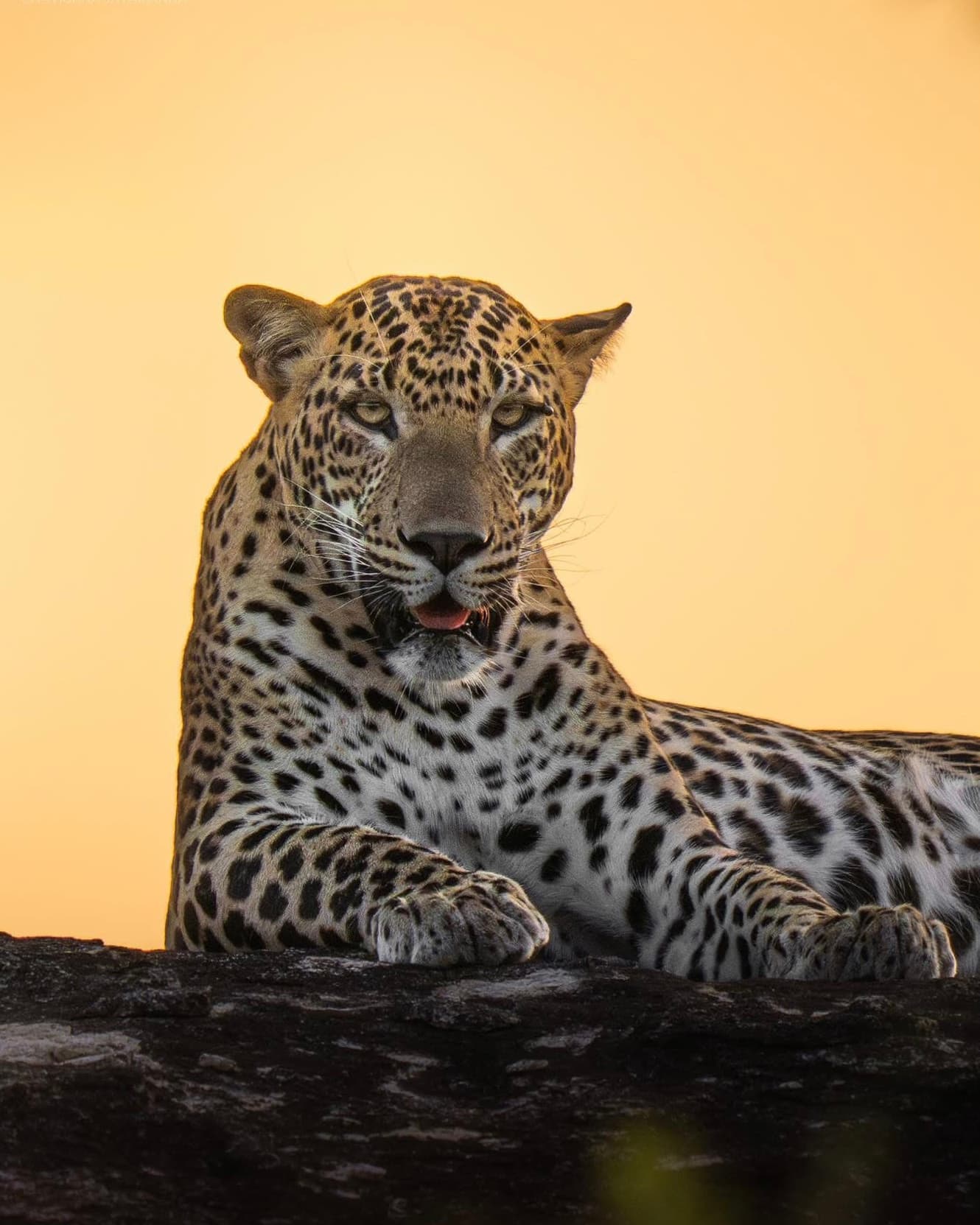 Yala National Park or Udawalawe? The Honest 2026 Guide to Sri Lanka’s Best Safari - Yala National Park Blog
