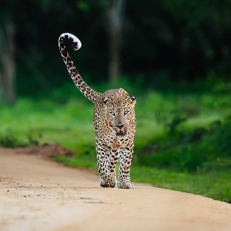 Best Time to Visit Yala National Park 2026 Leopard Secrets & Sloth Bear Season - Yala National Park Blog