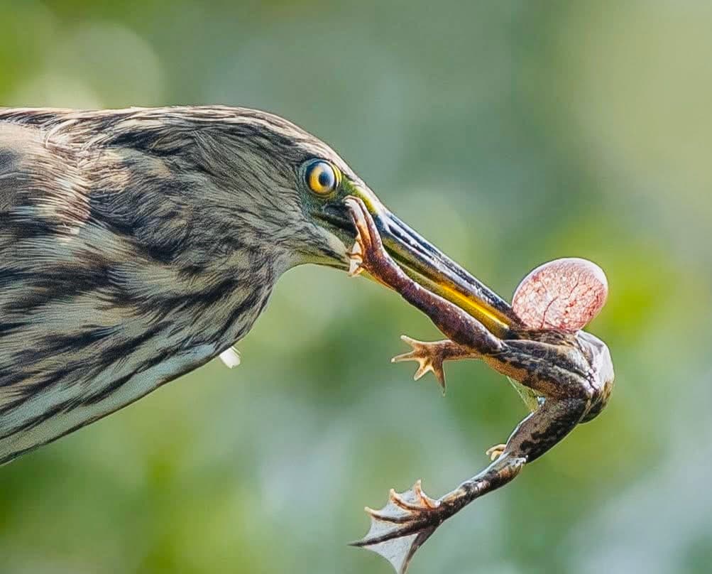 Yala National Park Safari 2026 How to Actually See a Leopard - Yala National Park Blog