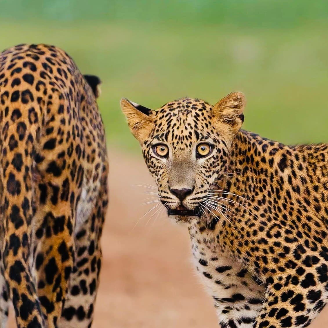 Where to Stay Near Yala National Park 2026: Best Camps, Glamping & Safari Lodges - Yala National Park Blog