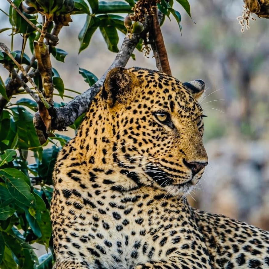 Yala National Park Safari Cost 2026 Everything Foreigners Need to Know (Leopards, Fees & Jeep Scams) - Yala National Park Blog