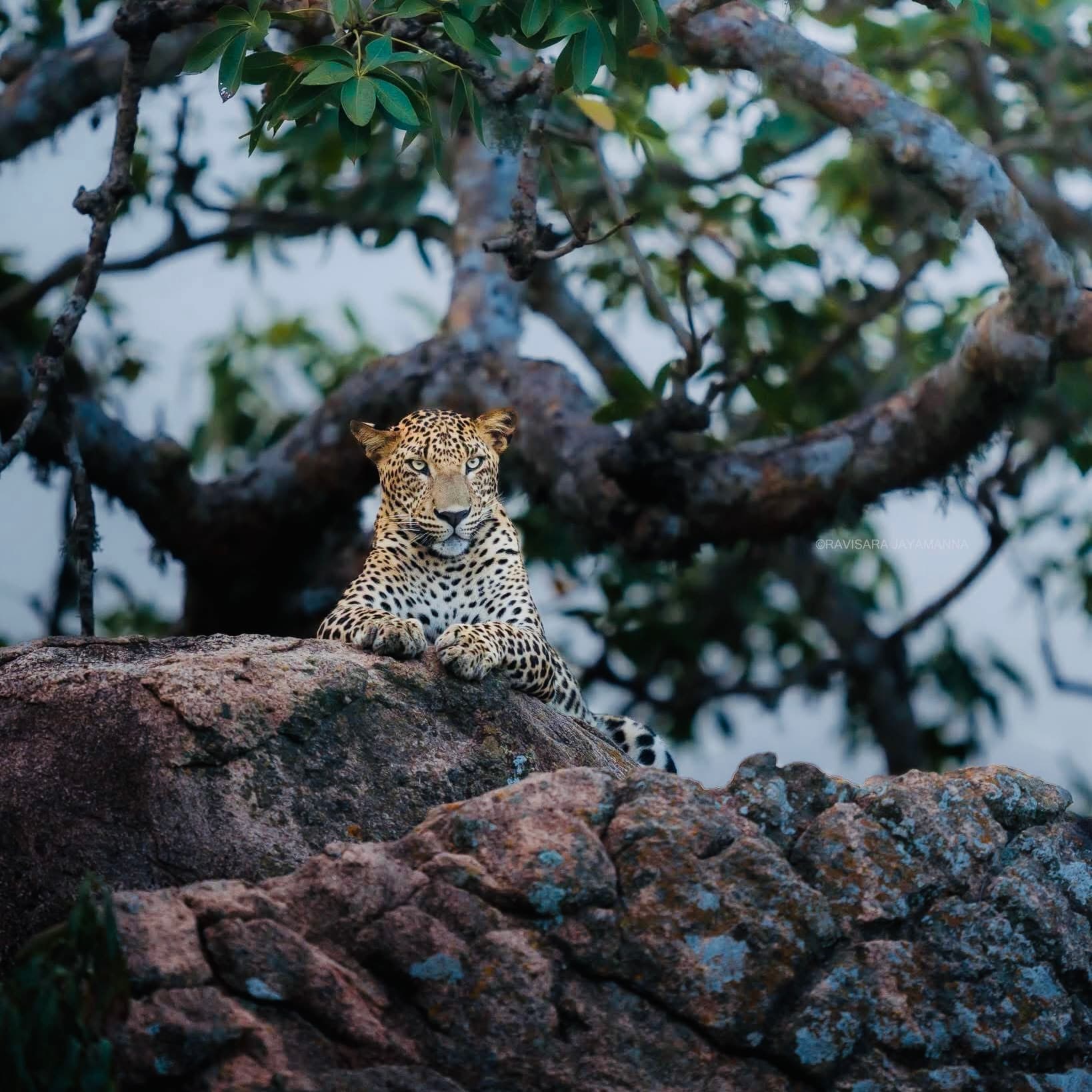 I'm Going to Yala National Park for the First Time in 2026  Here's Every Mistake to Avoid (And Exactly What to Do Instead) - Yala National Park Blog