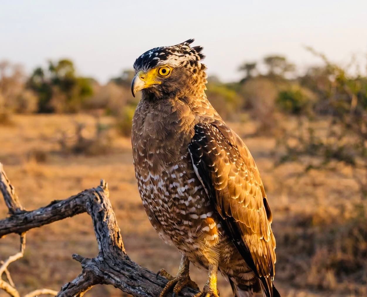 Yala National Park Wildlife Photography Guide 2026: How to Shoot Leopards, Elephants & Sloth Bears Like a Pro - Yala National Park Blog