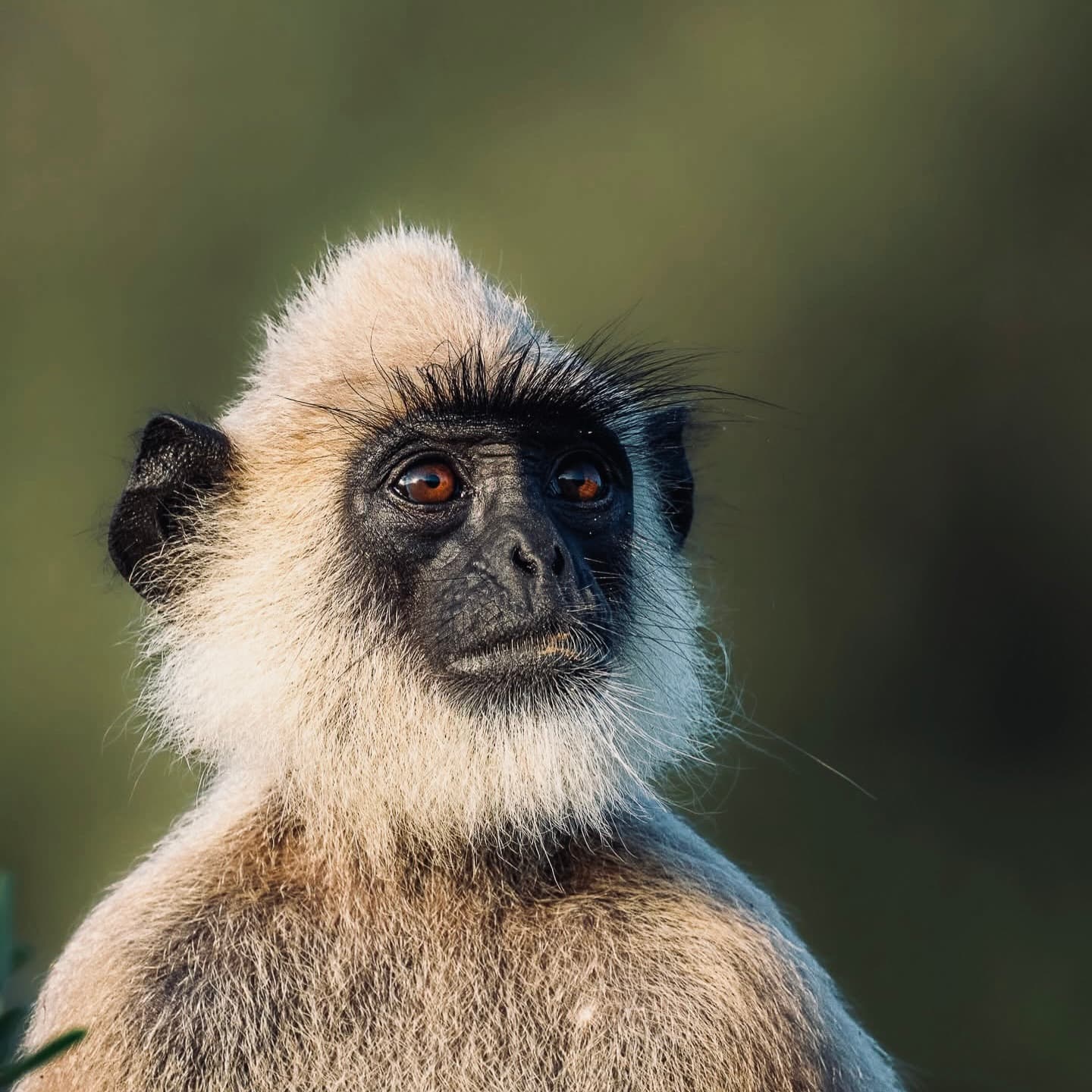 Yala National Park Packing List & Perfect Itinerary 2026 Exactly What to Bring and How to Plan Every Hour - Yala National Park Blog