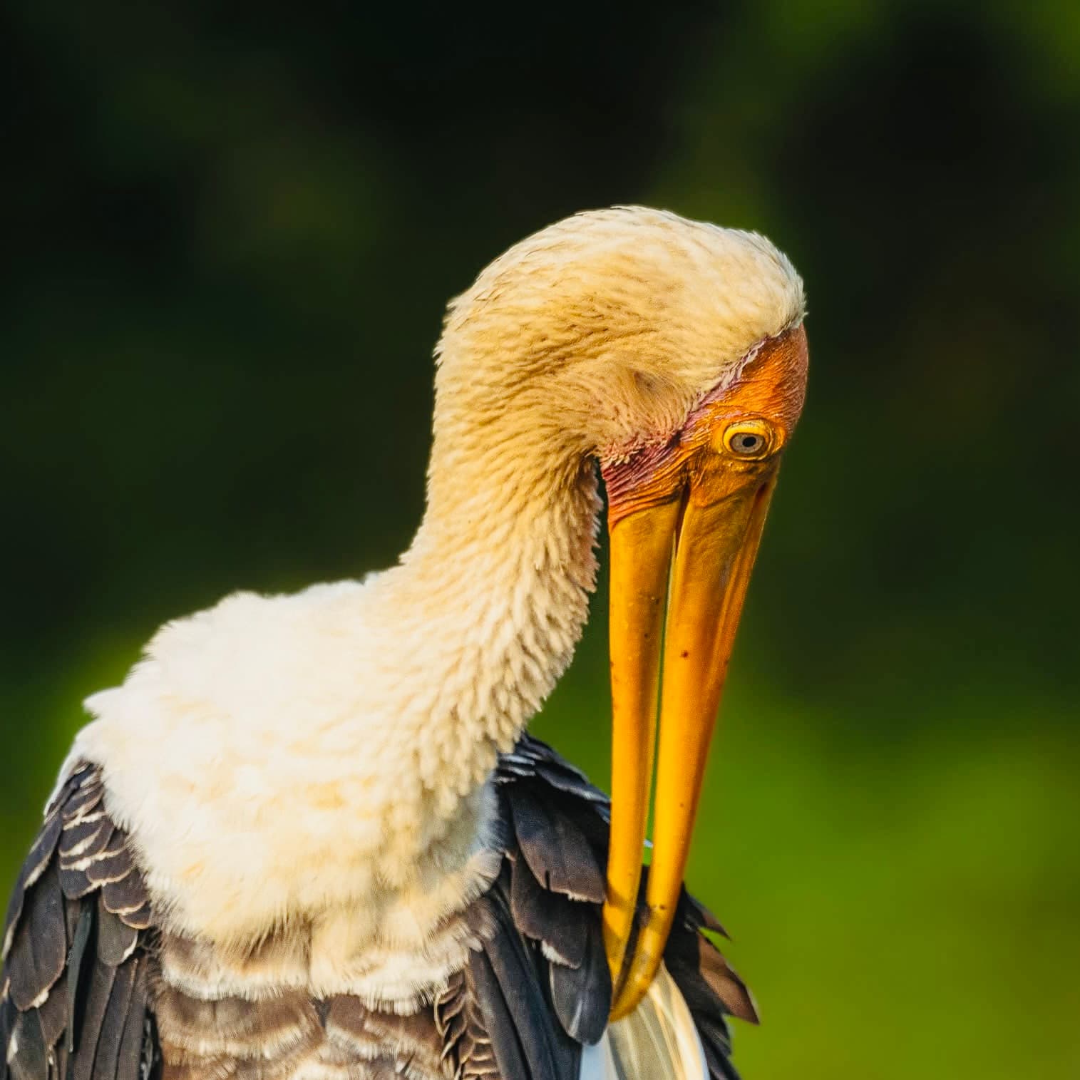 How to Avoid Crowds at Yala National Park in 2026 The Insider Secrets That Actually Work - Yala National Park Blog
