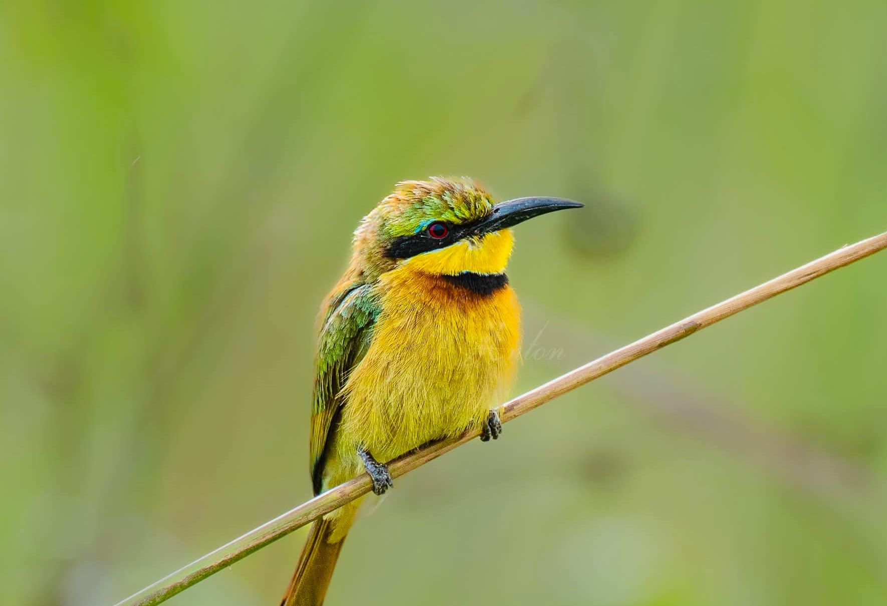 Yala National Park Month by Month 2026 What to Expect Every Season (Your Real-Time Planning Guide) - Yala National Park Blog