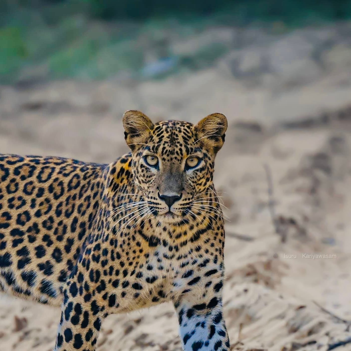 Sri Lanka Travel Tips 2026 25 Things Every First-Time Visitor Must Know Before They Go - Yala National Park Blog