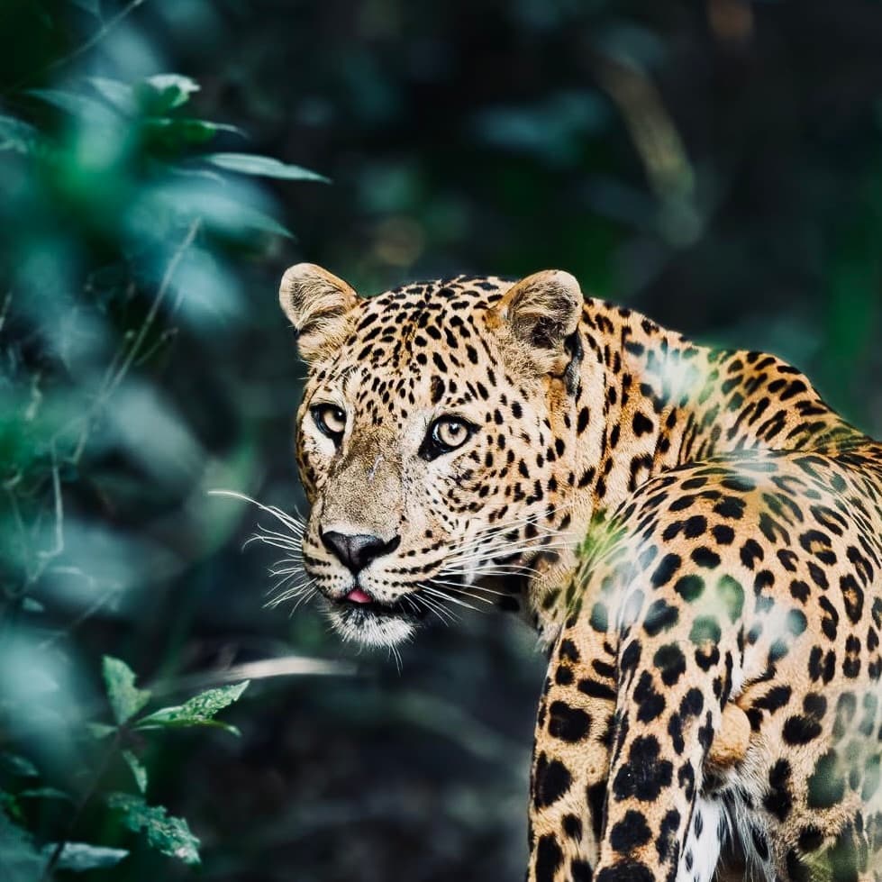 Is Your Yala National Park Safari Hurting the Leopards? The Ethical Visitor's Complete Guide to Responsible Safari in 2026 - Yala National Park Blog