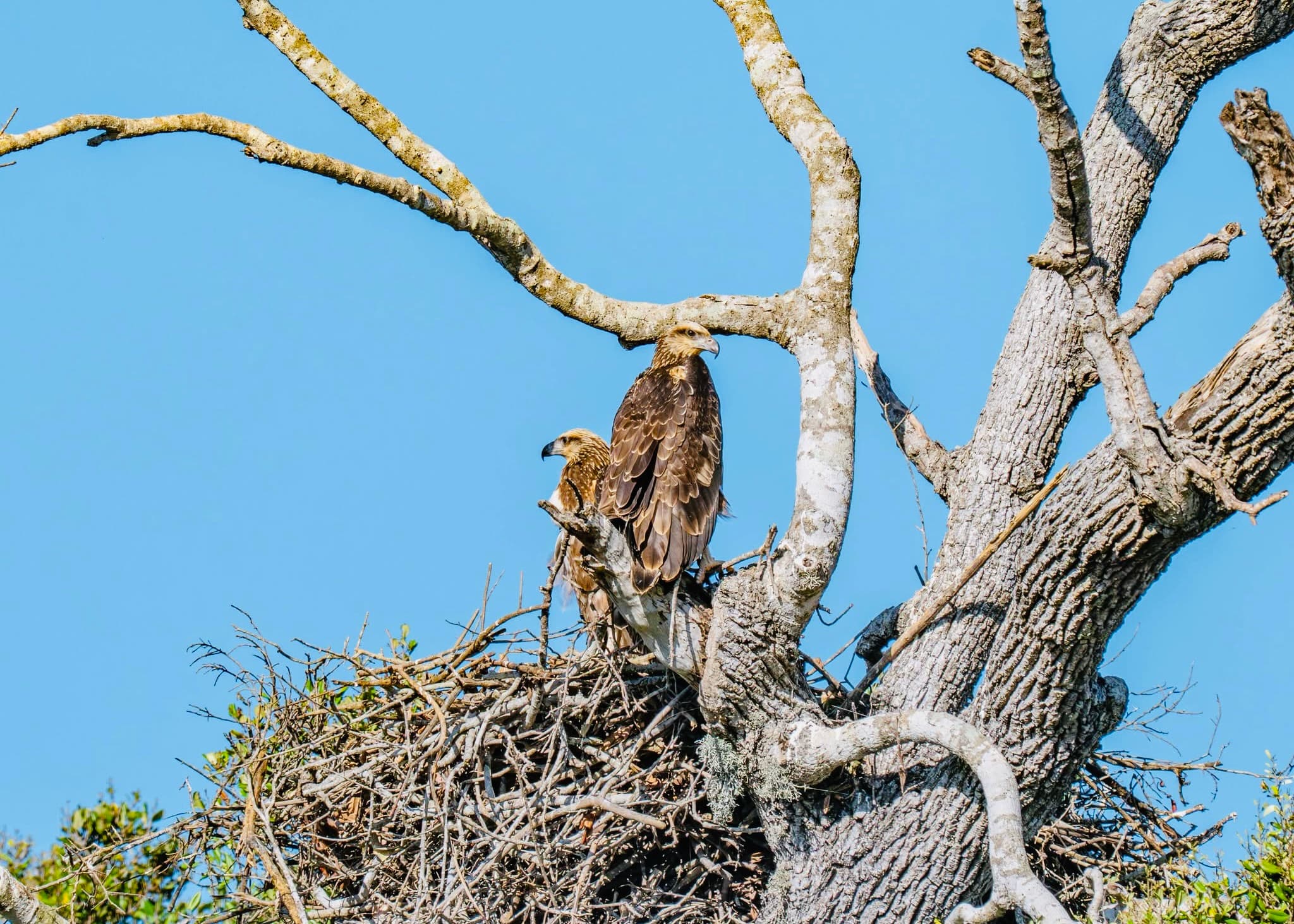 Sri Lanka Digital Nomad Visa 2026: The Complete Guide to Living and Working Remotely (With Yala national park as Your Backyard) - Yala National Park Blog