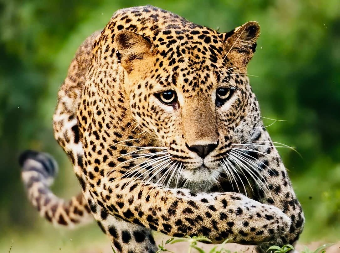What to Expect on a Yala National Park Safari 2026: A Complete Hour-by-Hour Guide to the Most Extraordinary Wildlife Experience in Asia - Yala National Park Blog