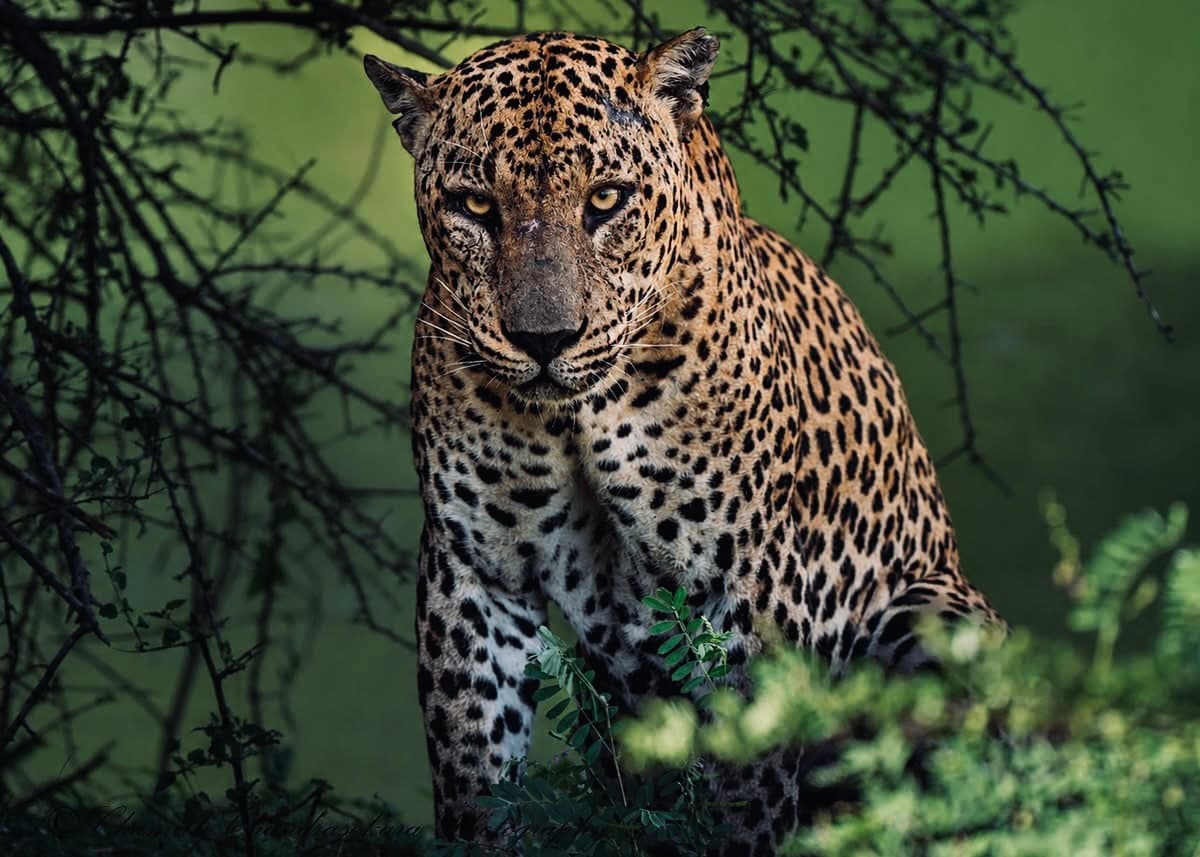 Yala National Park Wildlife Photography Guide 2026 How to Shoot Leopards, Elephants & Sloth Bears Like a Pro - Yala National Park Blog