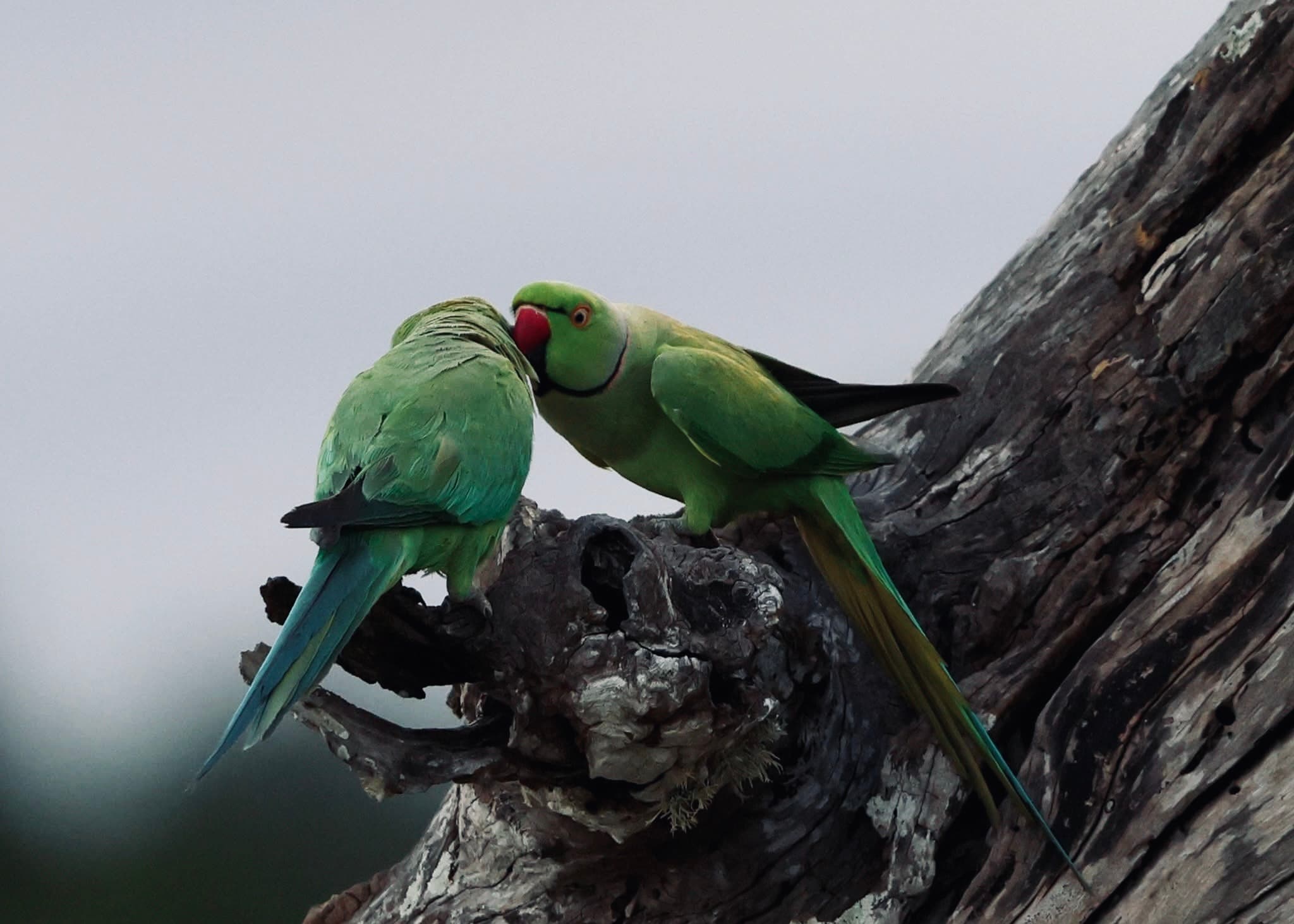 50 Jeeps, 1 Leopard" — 7 Brutal Truths About Yala No One Tells You (And What To Do Instead in 2026) - Yala National Park Blog