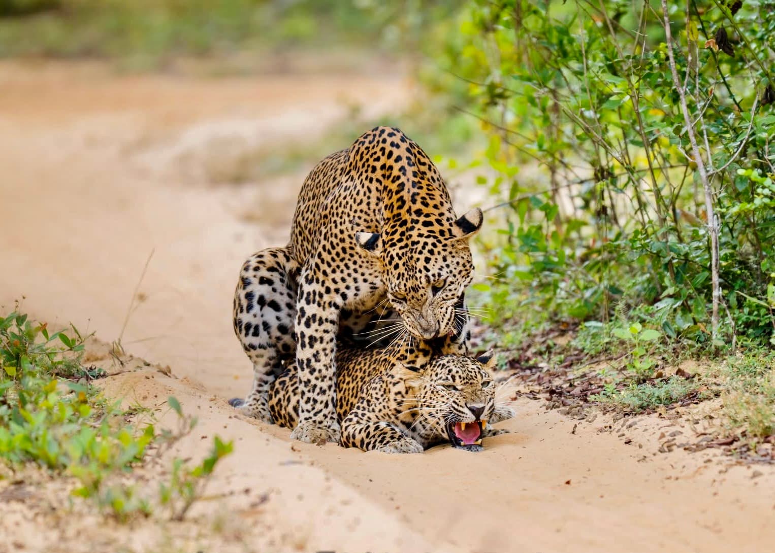 The Dark Side of Yala National Park Overcrowding, Leopard Deaths & A Safety Crisis (2026 Update) - Yala National Park Blog