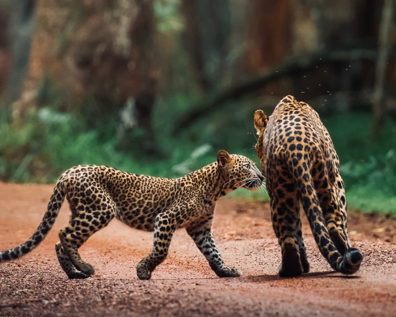 Sri Lanka Safari vs Africa Which Is Better in 2026? (The Honest Answer From Someone Who's Done Both) - Yala National Park Blog