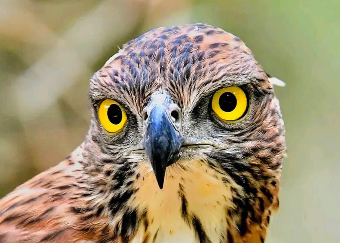20 Mistakes Every First Time Sri Lanka Visitor Makes in 2026 And Exactly How to Avoid Them - Yala National Park Blog