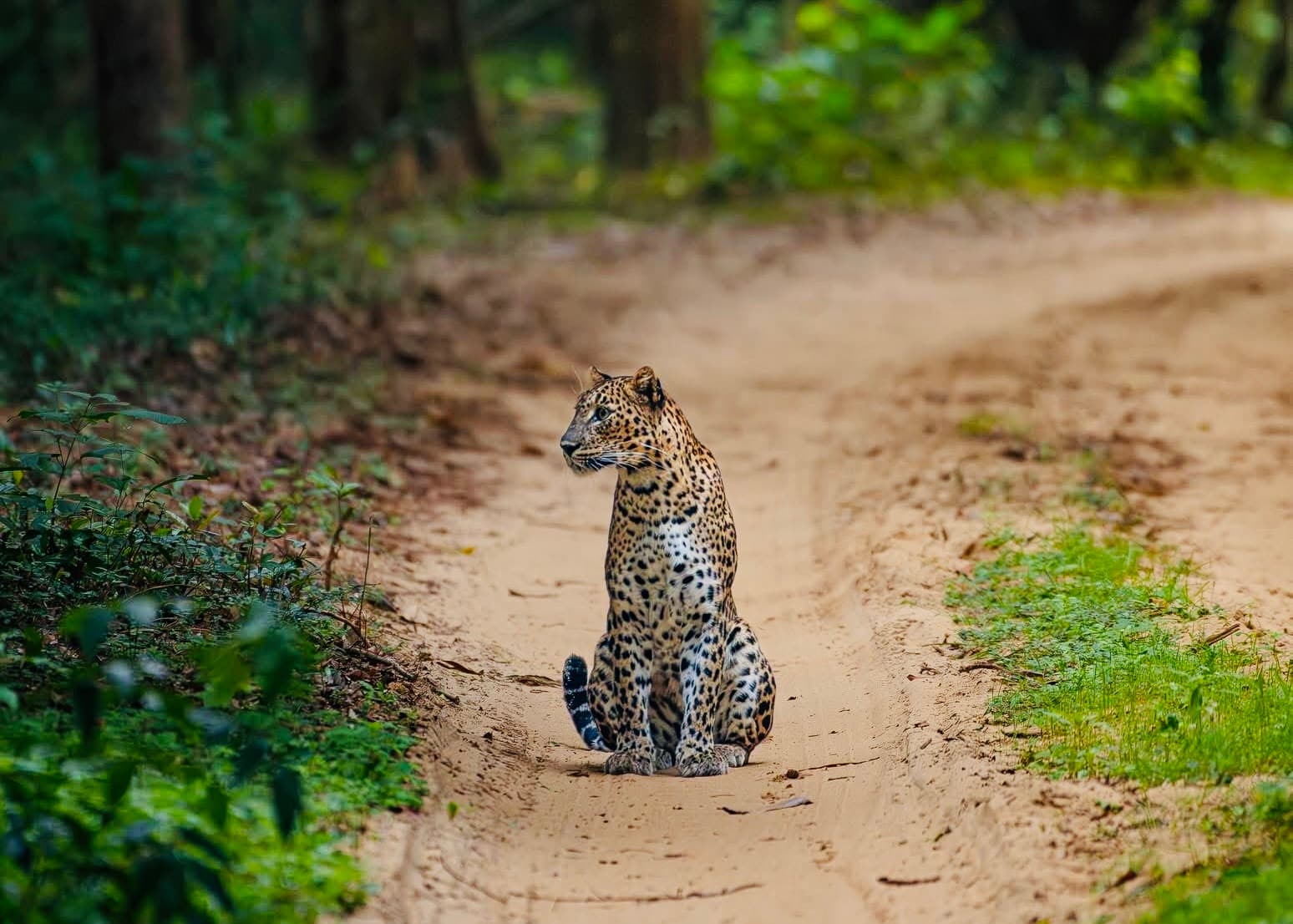 Yala National Park Safari 2026 Overcrowding, Digital Tickets & Why You Should Skip Block 1 - Yala National Park Blog
