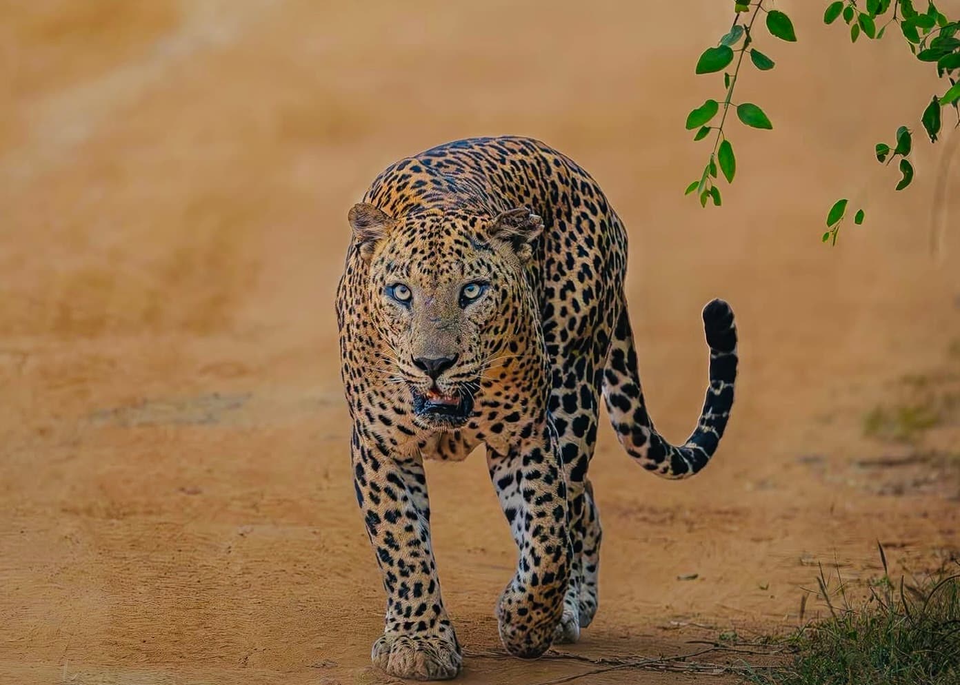 The Leopard's Last Stand Why 2026 is the Defining Year for Yala National Park - Yala National Park Blog