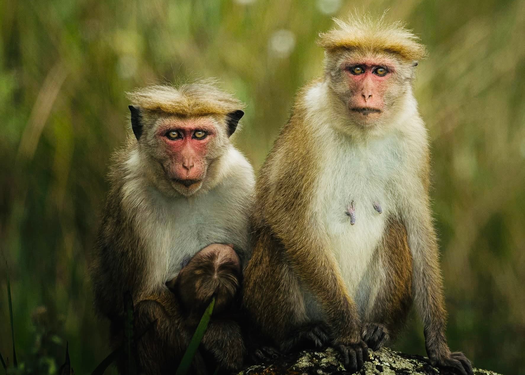 I Visited Yala National Park in 2026 My Honest Review + The Complete Planning Guide (Don't Go Without Reading This) - Yala National Park Blog