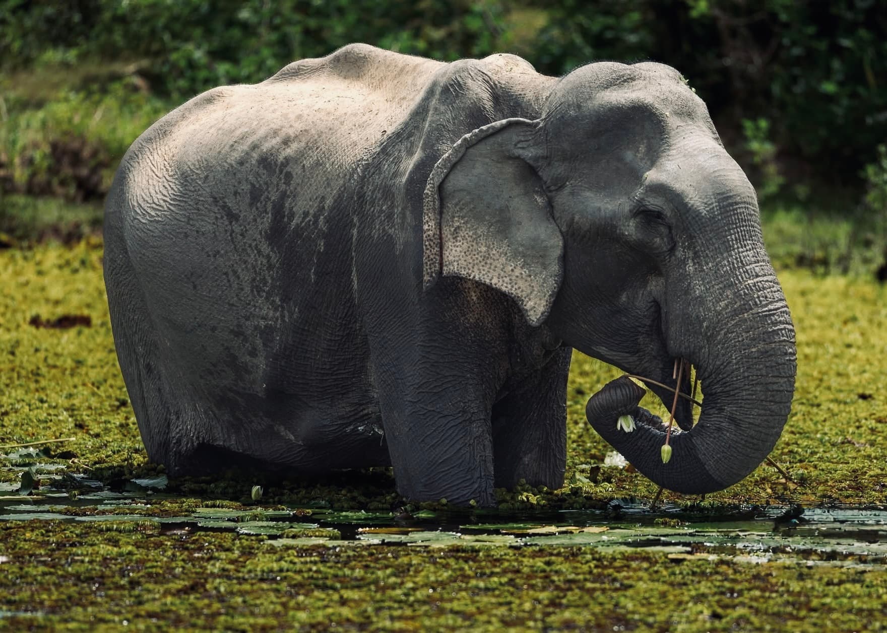 Yala National Park Safari 2026 Honest Foreigners Guide Real Costs, Best Leopard Time, Block 1 vs 5 & Crowd Avoidance Tips - Yala National Park Blog