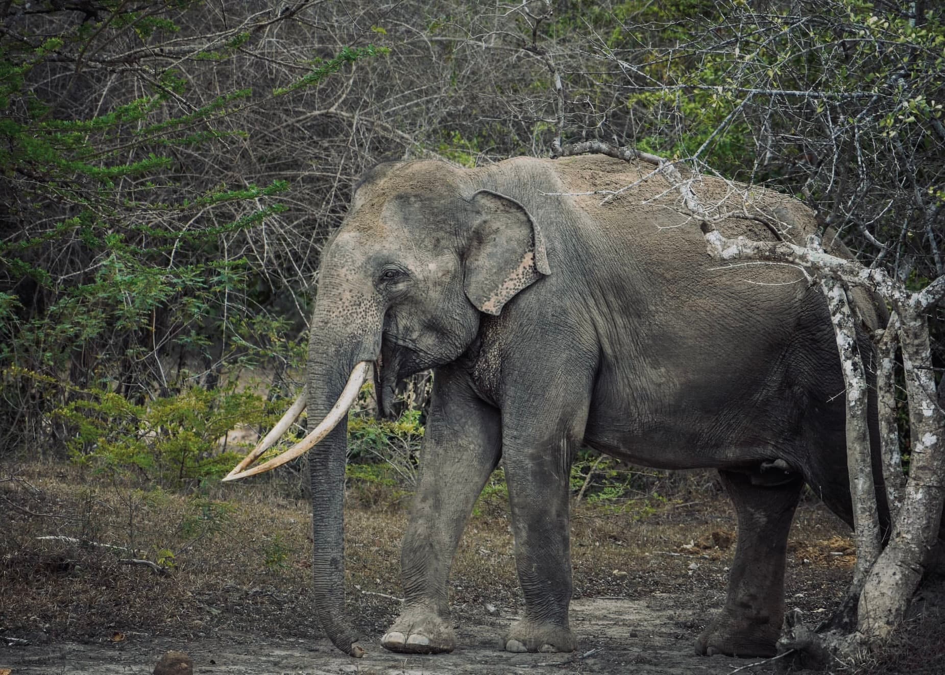 Your Perfect Yala National Park Safari The Complete Day-by-Day Experience Guide 2026 - Yala National Park Blog