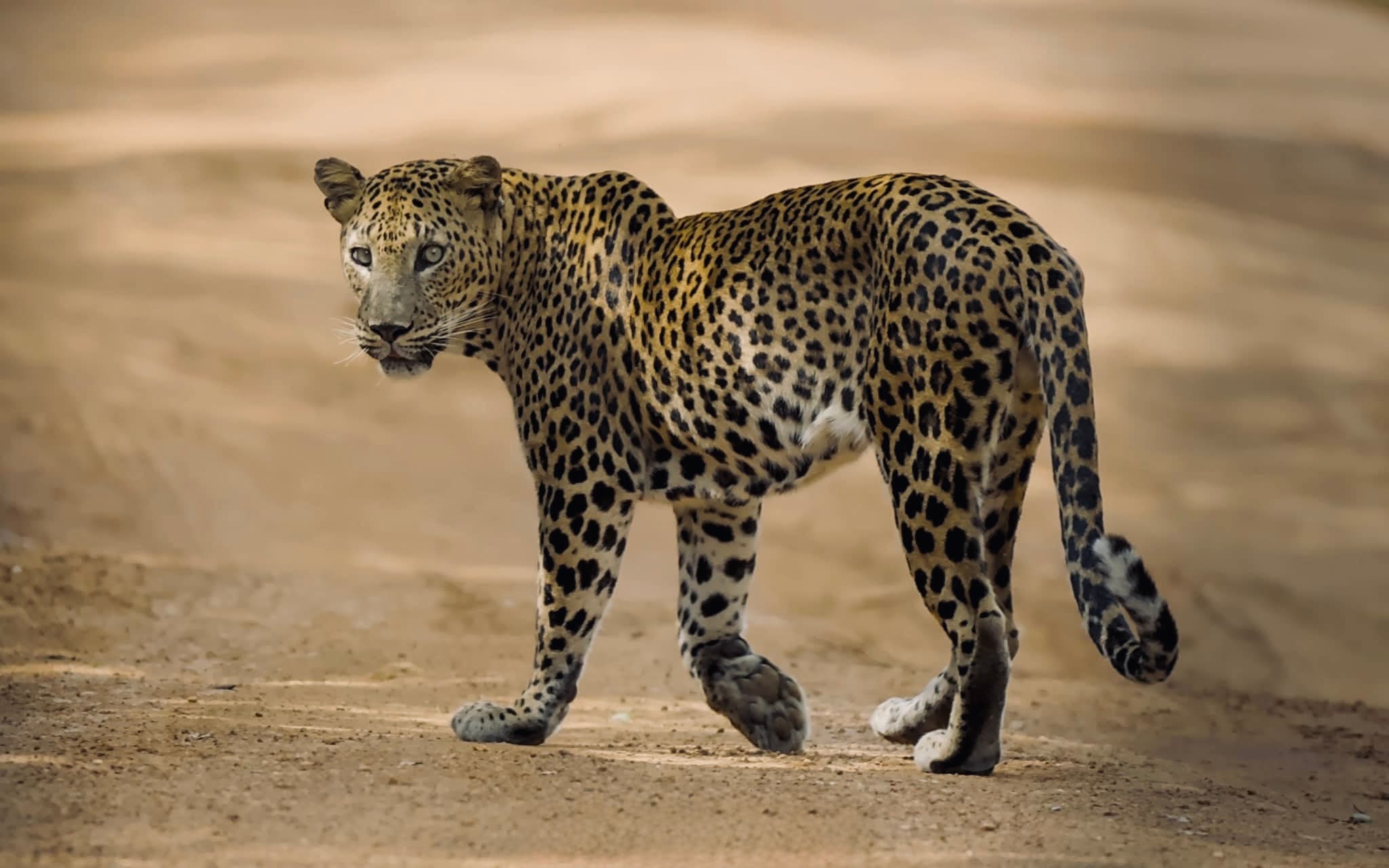 Sri Lanka Safari 2026 Best National Parks Ranked for Foreigners Costs, Best Time, Leopards, Elephants & Full Itineraries - Yala National Park Blog