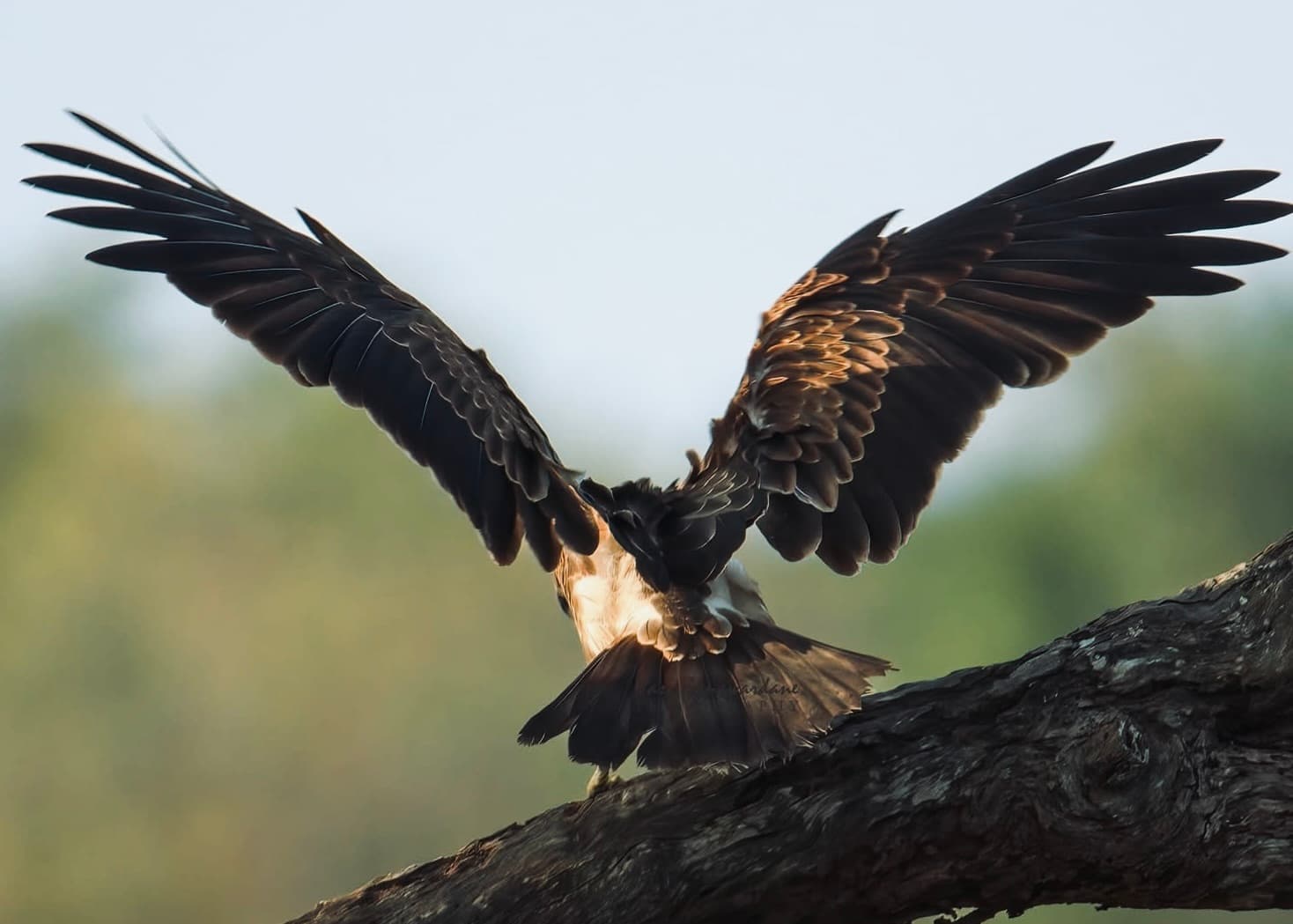 Sri Lanka Yala National Park Wildlife 2026 Best Time to Visit, Real Costs, Top Parks & Perfect 7–14 Day Itineraries for Foreigners - Yala National Park Blog