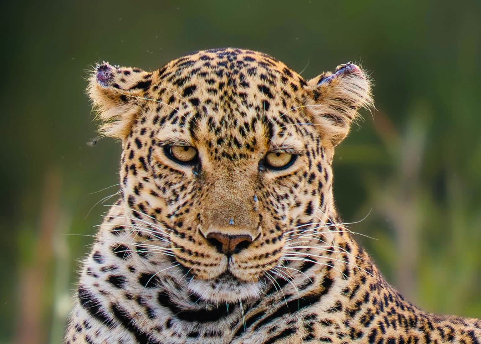 Yala Safari 2026 Ultimate First-Timer Guide for Foreigners – Costs, Best Time, Leopards & Block Tips - Yala National Park Blog
