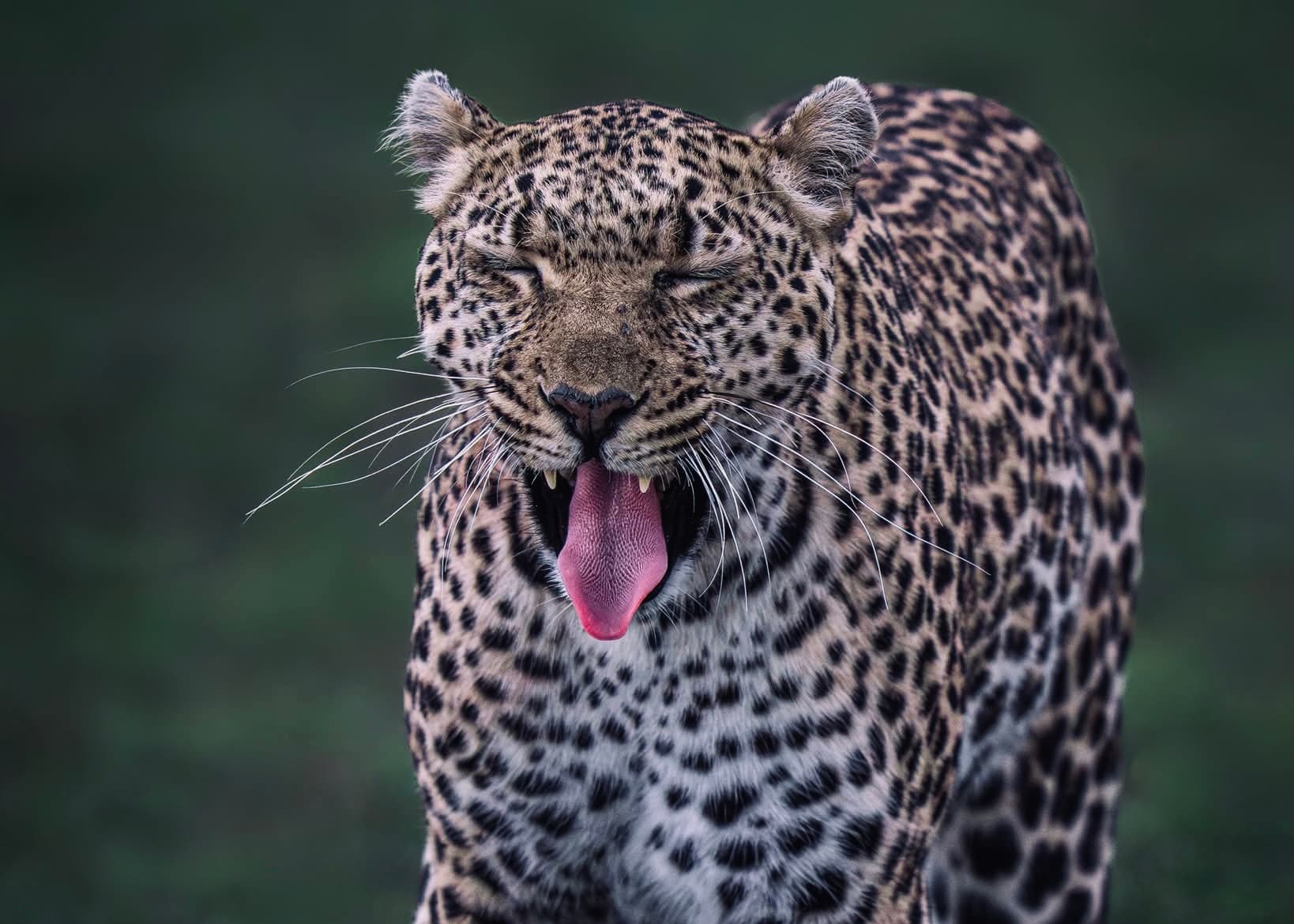 Safari Wildlife Booking Guide | Operators, Costs & What's Included - Yala National Park Blog