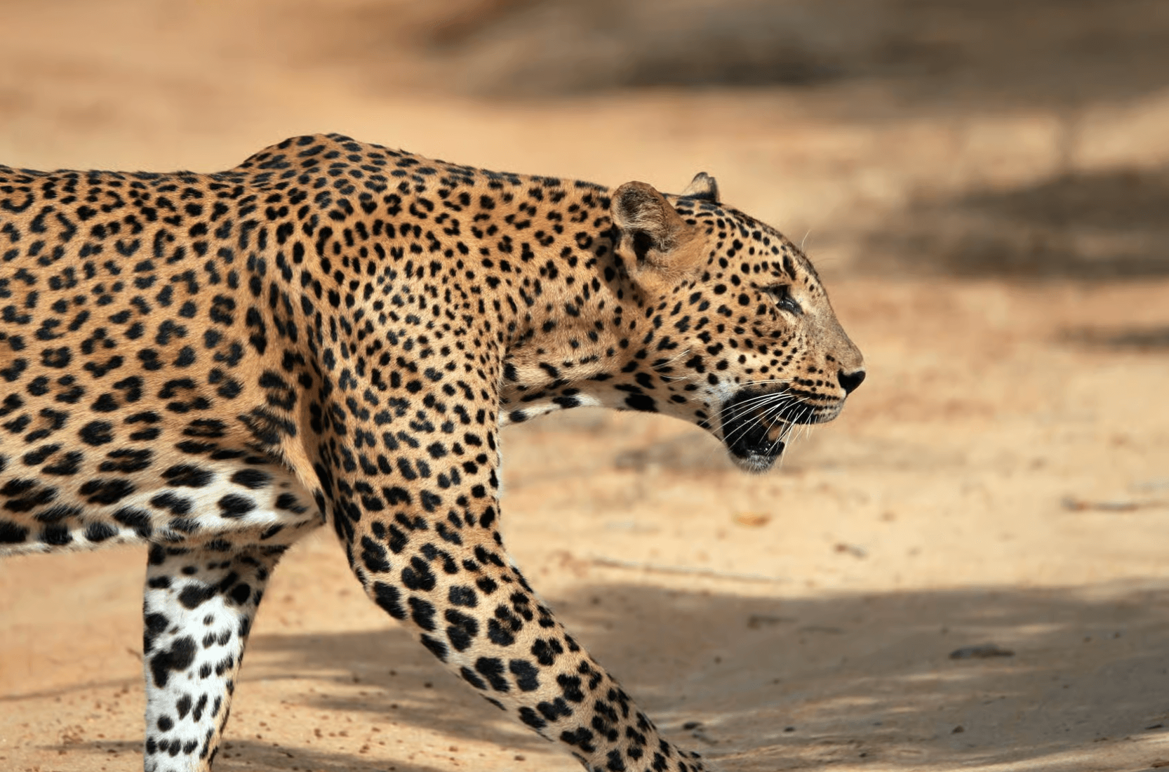 Into the Wild: Exploring Yala National Park, Sri Lanka - Yala National Park Blog